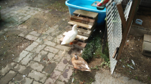 わーいっ