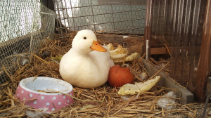 なんか文句あるグワ？