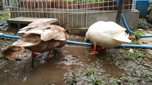 「仕方ないから泥遊びしよっと」