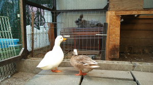 うさぎだって〜。