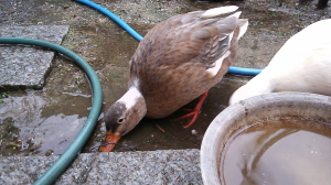 水の中にきっと良い物が・・・