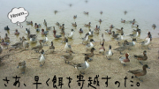 野生の水鳥もぜひ！