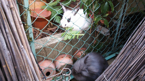 この白いウサギ、実はショコラの父親です。