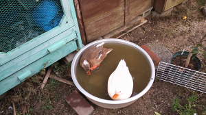 水汚いな・・・。