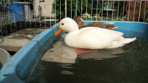 水鳥だから大丈夫！