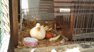ここ昼寝するのにぴったりグワ