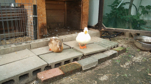換羽期だからね。