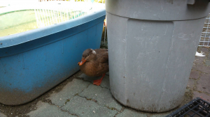白ちゃんのしっぽが見えてる（笑）↑