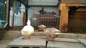 ちっとも動かないじゃないの！