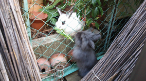 隣家の飼いウサギと葉っぱの取り合い