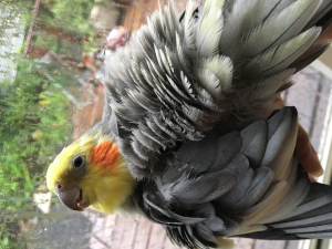 昨日の雨遊びで 喜ぶオカメちゃんです