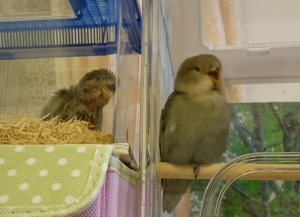 ２羽でうとうと
