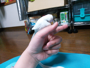 指にはき戻ししてます(T_T)