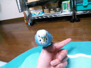 携帯に飛び乗ろうとしてます！