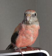 アキクサインコのエピです。