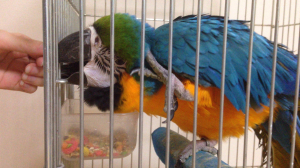 カキカキアピール
