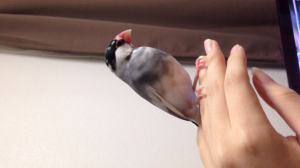 凛々しくなりました(^ ^)