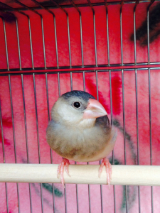雛ちゃんの時のりん