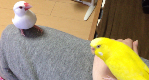 文鳥＆セキセイインコ