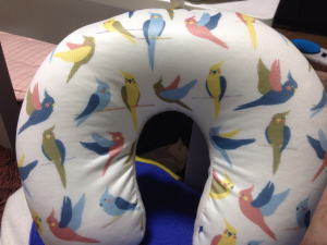 オカメインコ枕