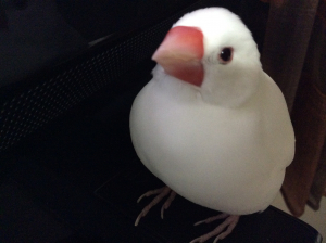 文鳥がま口風