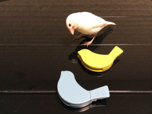 文鳥…じゃないわ
