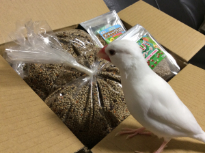 そうこなくっちゃ ！美文鳥になるわ☆