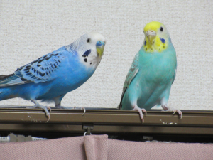 並ぶといい感じなんだけどな〜