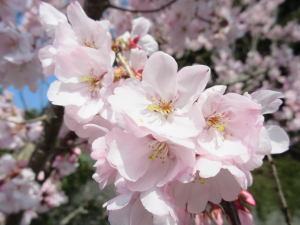 桜が咲いてました！
