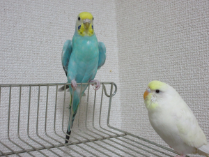 ふぅちゃん、お説教されてます；；