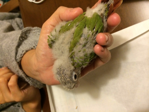 初挿し餌前