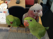 お友達のワカケホンセイインコと３ショット