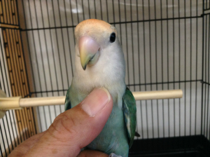 ちいちゃんです