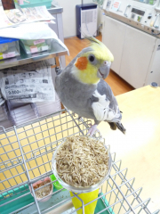 いろんな鳥さん画像お待ちいたしております