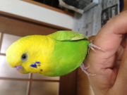 指にも乗ります