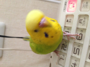 ほぼ正面の顔です