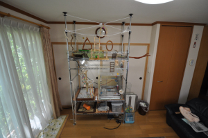 鳥の遊び場＆ゲージ。後ろは和室です。