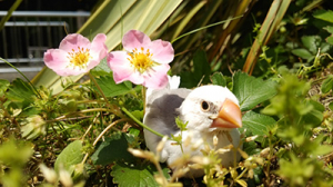 いちごの花と文鳥