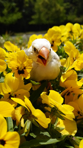 パンジーと文鳥