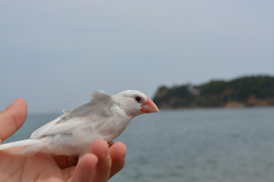 海といちご