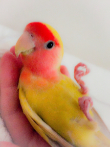 ニギコロが好きなコザクラです