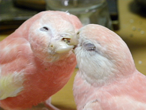 ルビノーの蓮（左）と風（右）です