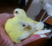 一人餌になり手のひらでピーヨピヨ♪