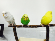 我が家のインコさんたちです。