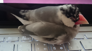 珍しく放鳥中に寝るzzz