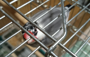 覗くチッチ
