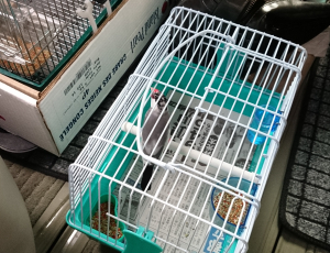 初めてのドライブ