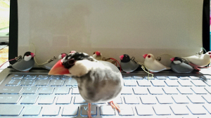 チッチと文鳥オールスター