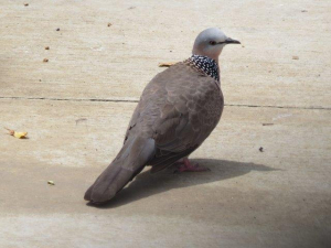 首の所が綺麗ですね