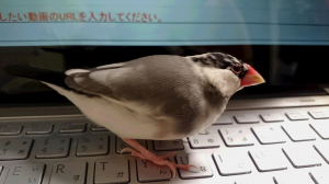 むちっとしたでしょ（*^_^*）